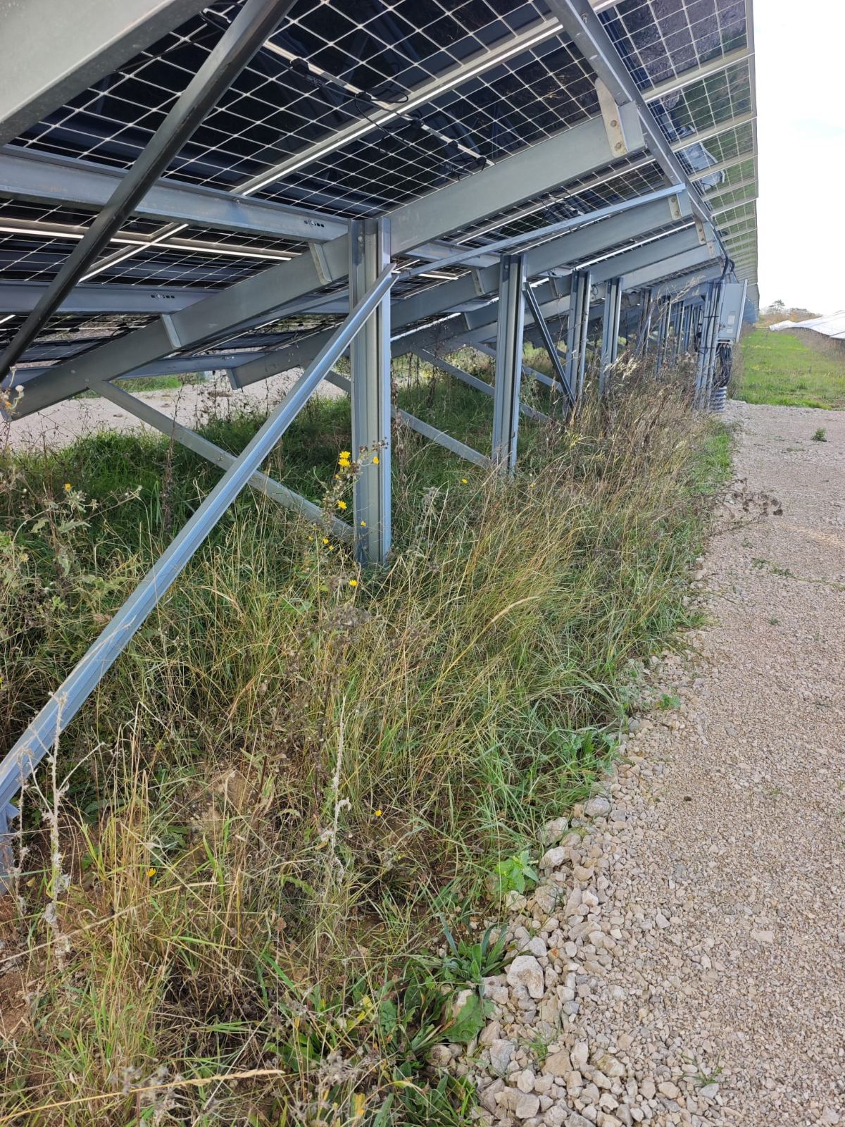 Végétation envahissante sous une centrale photovoltaïque